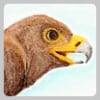 smashhawk